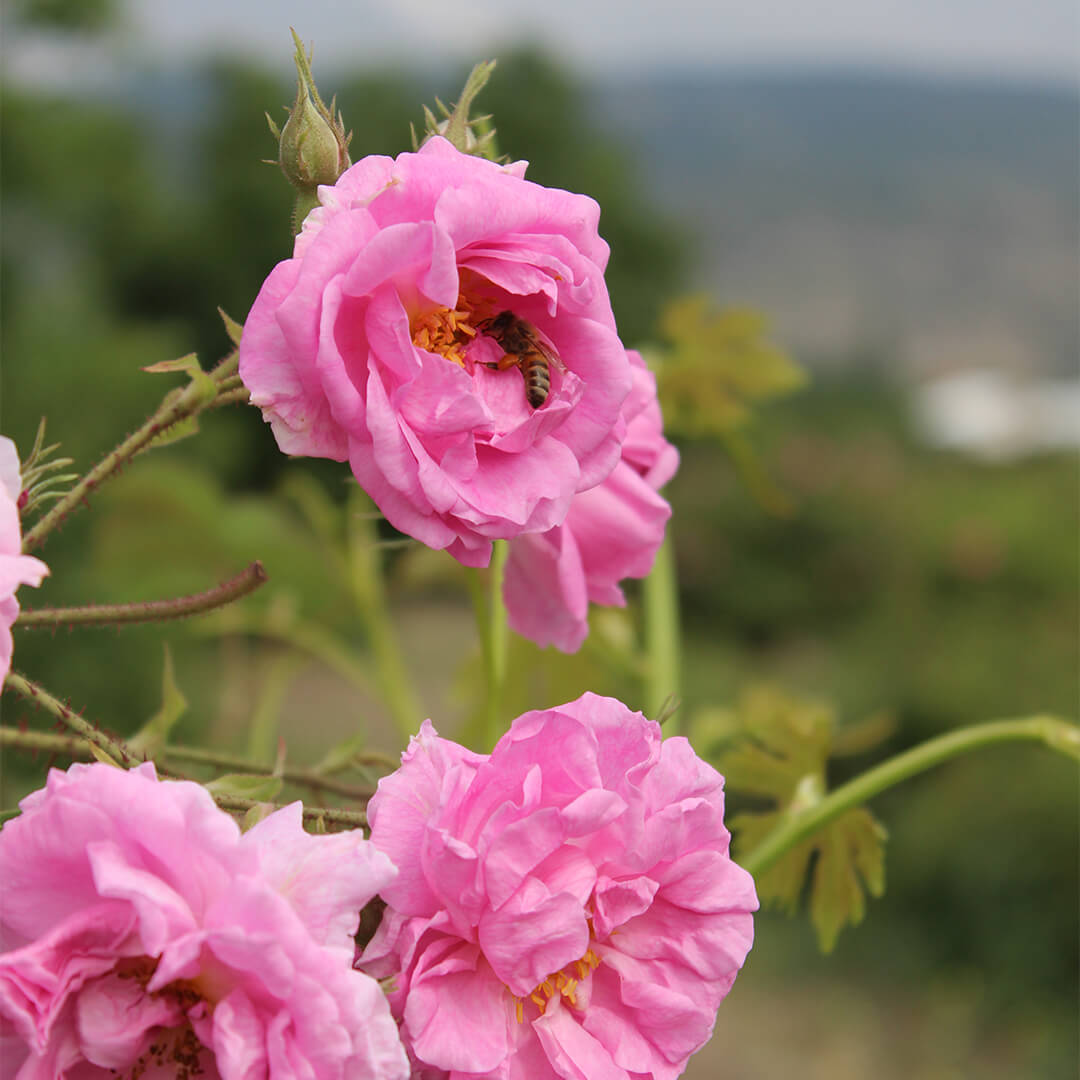 Embracing Nature's Symphony: Bees and Roses